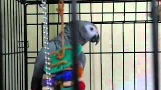 Best talking parrot in the world! Clover knows 350+ words (with subtitles)