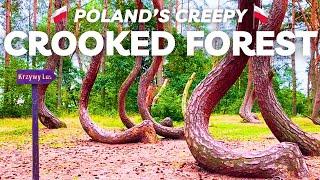 The CROOKED FOREST of Poland is a Weird Place - Is it Worth the Detour?