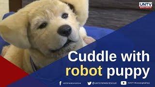 Meet the robotic puppy that provides comfort to Alzheimer's and dementia patients