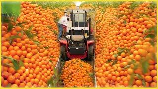 Harvest like crazy! "The way folks Harvest Oranges is lightning fast."