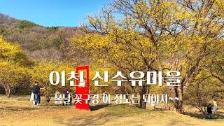 경기 이천 여행은 노랗게 물든 산수유와 함께 꽃축제( icheon south korea)