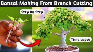 Bonsai Making From Branch Cutting