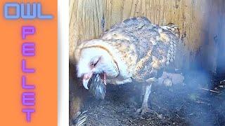 Wahoo: Barn Owl cast HUGE owl pellets and then feeds her babies.