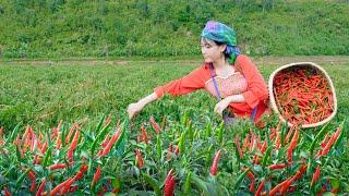 Bếp Trên Bản | Đến ngày chợ phiên - Pơ thu hoạch vườn ớt mang ra chợ bán