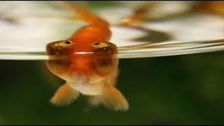 30,000 goldfish exhibited at Japan's Art Aquarium