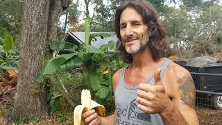 The Ultimate Guide to Growing Bananas: Mastering the Art of Cultivation