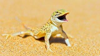 Shovel-snouted Lizard (Namib Sand-Diver)