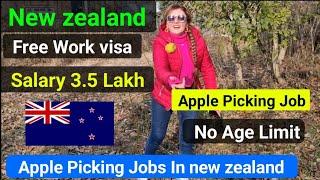 New zealand Apple picking Jobs | 19500 Jobs | Recognized Seasonal Employer visa | Urgent hiring