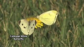 Cabbage White | Butterfly ID