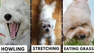 Meaning Behind 20 Weird Maltese Dog Behaviors