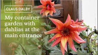 My container garden with dahlias at the main entrance