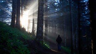 Oregon Forests in a Minute