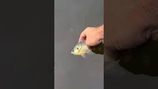 Small creek fishing for panfish. #bluegill #panfish #creek #fishing #fintherapy