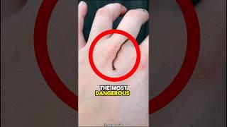 This TOXIC Worm Is So DANGEROUS  #viral