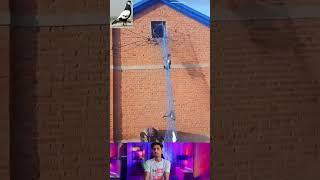 kabootar ki video ️#pigeon #birds #animals #pets #attitude#pigens #bird #kabootar