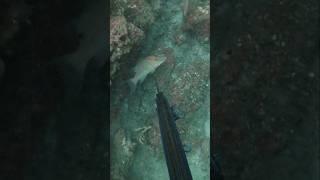 Spearfishing GAGS & HOGS