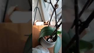 This will make your orchids live long lasting!!