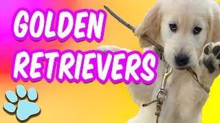 The Life of Pets - Golden Retrievers Are The Best | #thatpetlife