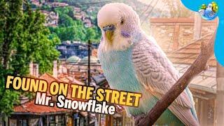 Lost Budgie Returns Home: Heartwarming Story of Hope and Reunion (Mr.Snowflakes Tale)