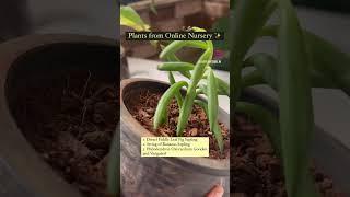 Plants from The Affordable Organic Store | Online plant nursery cheap plants