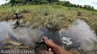 MANCING DI BEKAS LUAPAN BANJIR IKAN NYA NGUMPUL GALAK-GALAK BRO