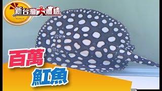 魟魚惦惦甲三碗公 魚界富翁在這裡！《新台灣大體驗》第135集 廖慶學