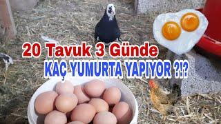 20 tavuktan 3 Günde kaç yumurta alıyoruz ?!? #tavukçiftliği #gezentavuk #otantikbilgiler #atacks