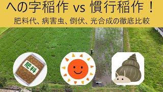 【どっちが勝つ？への字稲作 vs 慣行稲作】収穫前に成長を振り返ってみました