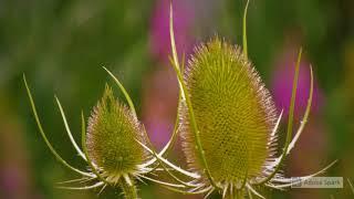 My essay on Teazle