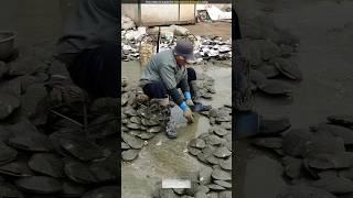 How Vietnamese Oyster Farmers Make Thousands with PEARLS! 