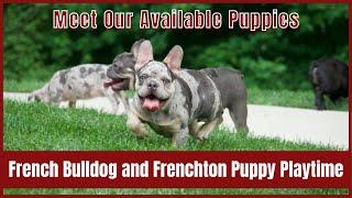 French Bulldog and Frenchton Puppy Playtime | Meet Our Available Puppies