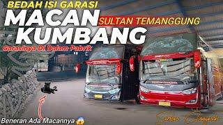 BIS DAN GARASI UNIK PO.SUMBER ANUGERAH️Mengitari Garasi Unit Pariwisata Sultan Temanggung !