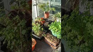 Balcony garden in winter #balcony #urbangardening #wintergarden