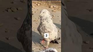 Which of these pigeons did you like the most| #pigeon #kabootar #kabootarbazi #shortsfeed #shorts
