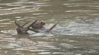 Wilddogs hunting huge sambar deer. Wilddogs have advantage in deep waters.