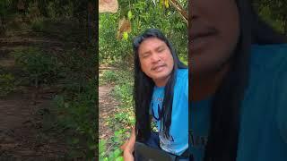 มะม่วงสวนแม่ยาย | ถะโหล่โถ่ดาก