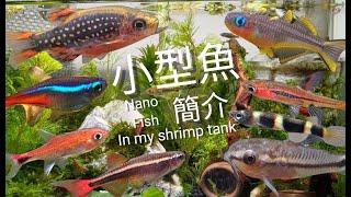 水族【13種小型魚介紹】魚蝦瘋狂混養參考EP.1｜Nano fish in my shrimp tank