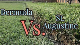 Bermudagrass vs St.  Augustinegrass | Warm Season Turf