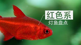 【草缸】红色系小型观赏鱼盘点(一) | red tetras