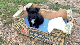 His owner left him in a cardboardbox, but he is the happiest dog now!