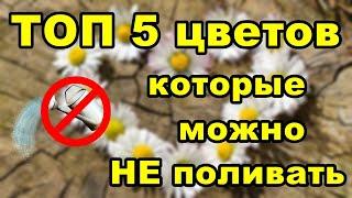 ТОП 5 цветов которые можно НЕ поливать | Неприхотливые цветы