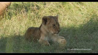 I hope they survived! Severely limping lioness with 1,5 month old cub