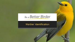 Be a Better Birder: Warbler Identification
