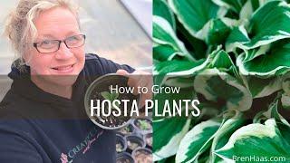 Hosta Plants Started From Root Cuttings