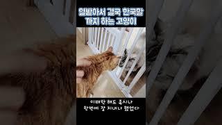 열받은 고양이가 한국말을 했다 (가지와 일단이가 처음 만나던 날)