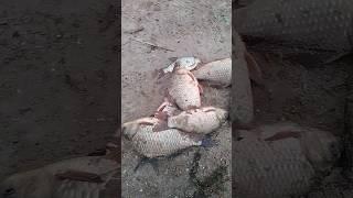 где делась другая рыба...fishing