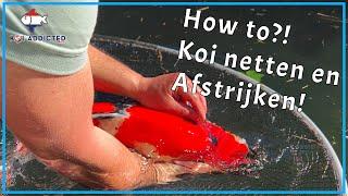 Hoe VANG je een Koi en hoe maak je een AFSTRIJKJE?! | How to?! | Koi Addicted