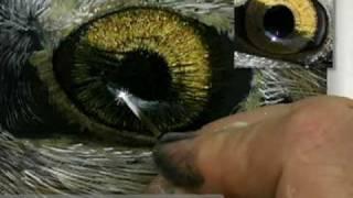 Acrylic Highlights in an Eagle's Eye with David Kitler