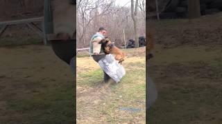 ‼️COOL KICK! #STRAZHODESSA Attack of Bruce's Malinois. Dog training Odessa.  Ukraine.