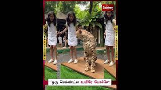 "ஒரு செக்ண்ட்ல உயிரே போச்சே" | Cheetah | Viral Video | Sathiyam Tv